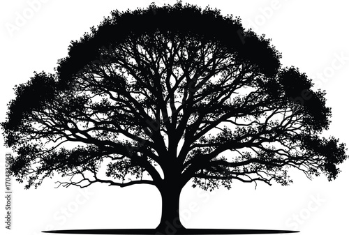 Black and white vector silhouette of large mature tree with broad canopy, dense foliage, thick trunk, natural symmetry and detailed branching