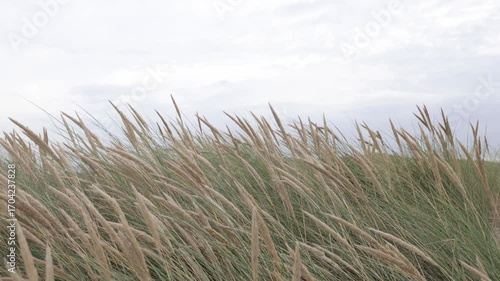 Wallpaper Mural Flowing grasses sway gently in the breeze, capturing the essence of nature's rhythm, as the scene unfolds with soft hues and dynamic movement across the landscape Torontodigital.ca