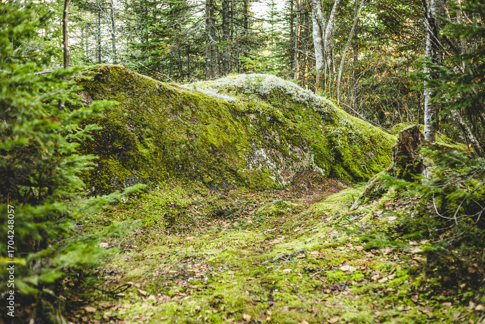 Obraz premium Moss-covered rock along a forest trail in early autumn light