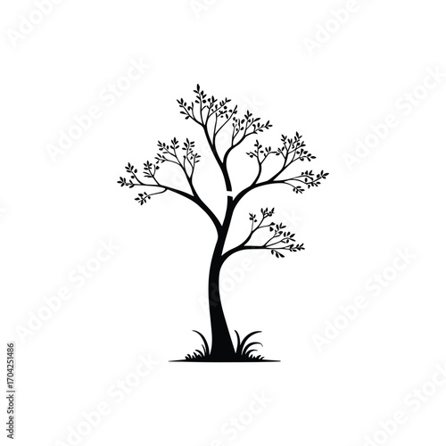 Silhouette of a delicate deciduous tree with a graceful branching structure and subtle foliage against a clean