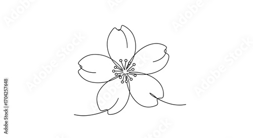 Elegant line drawing of a single cherry blossom flower petals stamen pistil detailed delicate