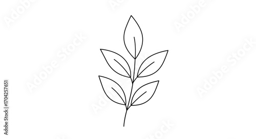 Simple delicate botanical line art illustration of a growing plant stem with leaves and a single branch emerging naturally