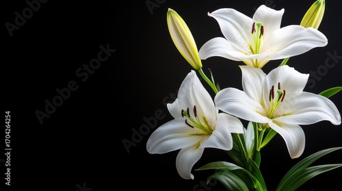 White lilies on black background