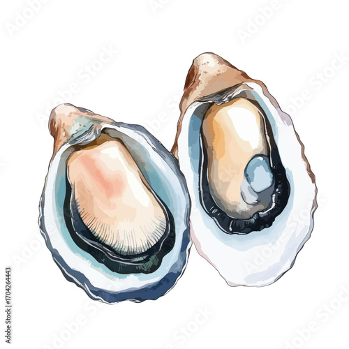 Two Opened Oysters Watercolor Illustration Delicate Hues and Shell Details