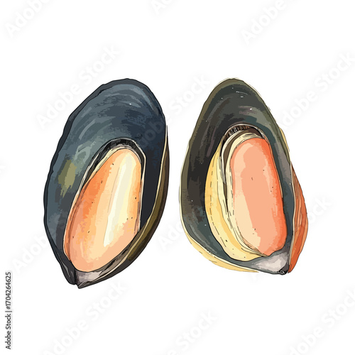 Two watercolor style mussels one open revealing the orange flesh inside