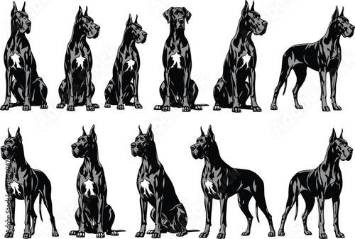 Great Dane dog breed sitting and standing in various poses, black and gray coat, white chest, isolated vector illustration