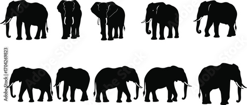 Silhouette set of elephants in various poses, wildlife animal collection, black elephant profiles, vector illustrations of majestic nature beasts