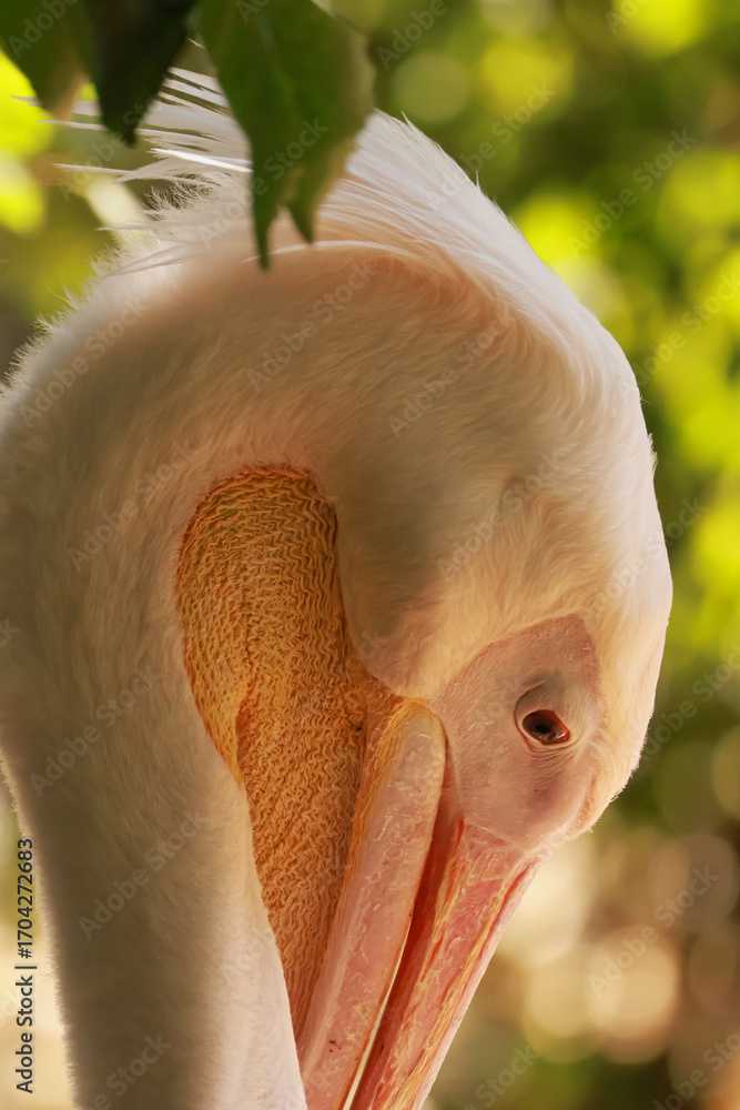 Fototapeta premium pelican head
