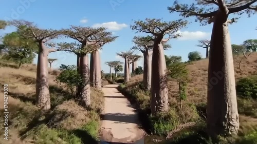 Avenue of the baobab trees