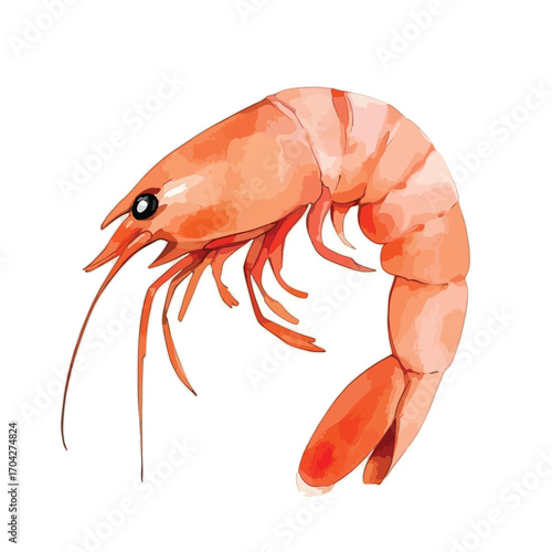 Vivid Watercolor Shrimp Curving Pose Detailed Anatomy