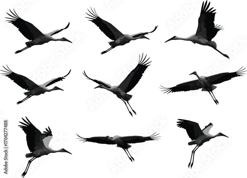 Flying stork silhouette vector set, bird in flight illustration, wild bird graphic, stork migration pose, elegant nature animal design