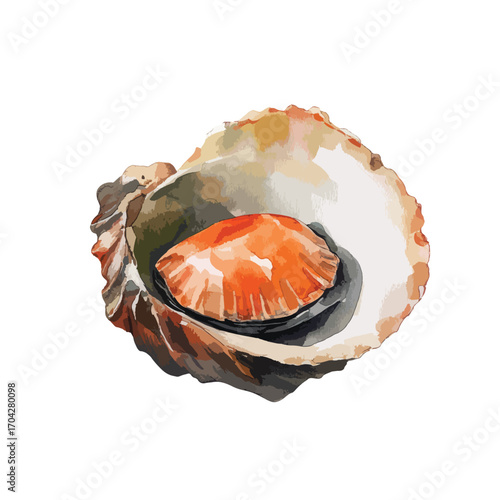 Watercolor depiction of an open scallop shell with vibrant orange flesh