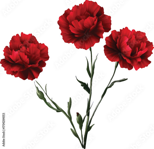 A cluster of three red carnation flowers with buds and green stems on a white background floral