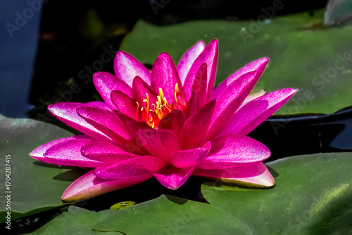 Red water lily. (Red Lotus)