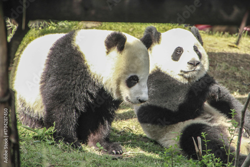 Pandas feeding at the Panda Research Center, Chengdu, China.