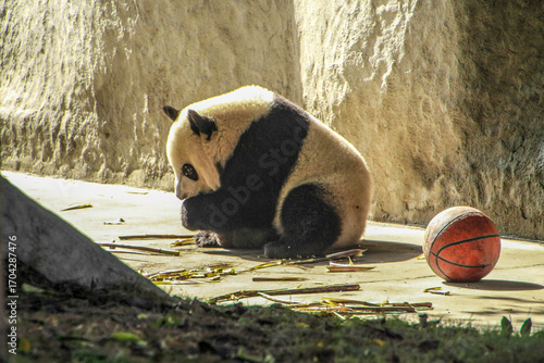 Panda feeding at the Panda Research Center, Chengdu, China.