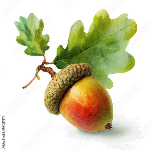 watercolor vector of Acorn, isolated on a white background.