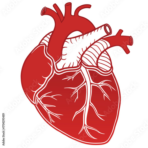 Anatomical illustration of a human heart in red and white, showing major arteries and veins on a plain background.