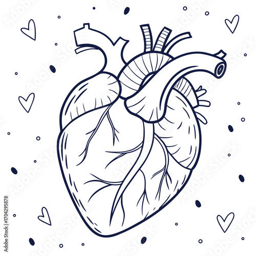 Line art drawing of a detailed human heart anatomy.