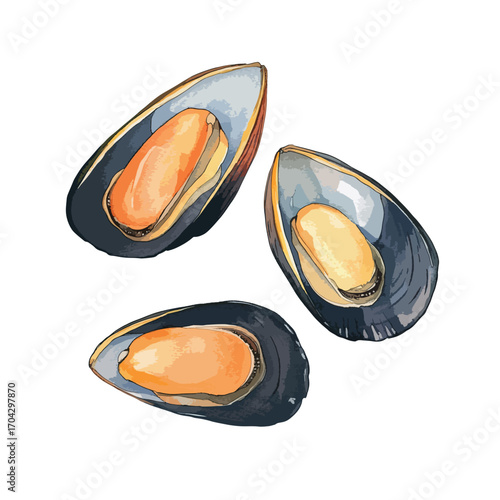Watercolor Illustration of Three Freshly Opened Mussels Showing Delicate Details