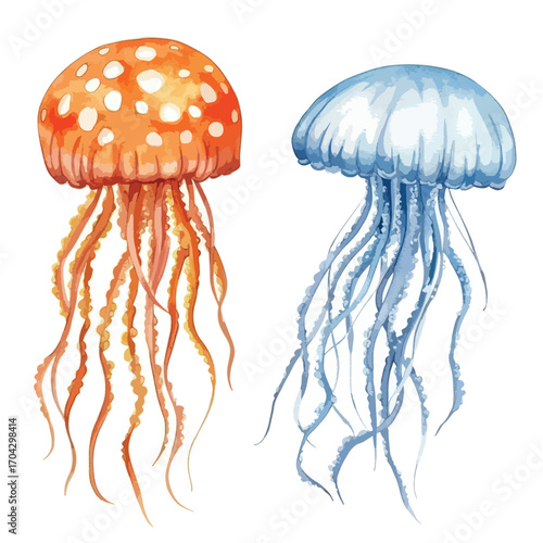 Watercolor Jellyfish Duo Orange Spotted Medusa and Pale Blue Moon Jelly