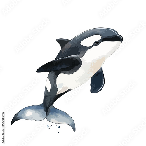 Watercolor Orca Leaping with Textured Skin and Distinctive Markings