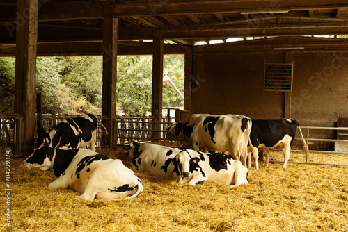 Cows sitting in the barn resting together
