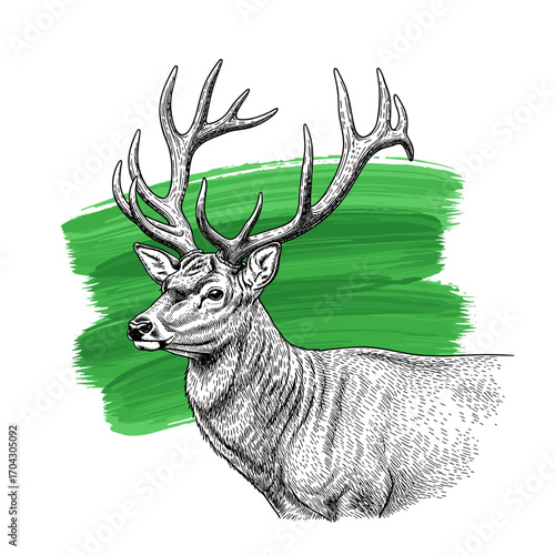 Black and white engraving sketch of deer with antlers on green brush stroke, isolated on white background, vintage etching vector illustration for design, trendy wildlife artwork