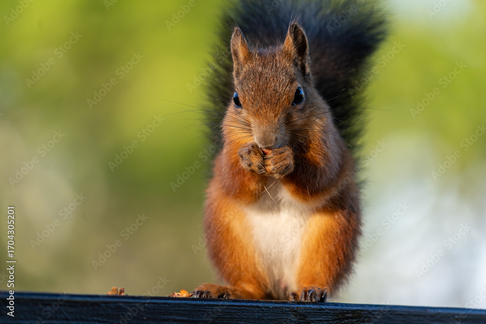 Fototapeta premium Close-up of a cute red squirrel eating a nut on a wooden railing
