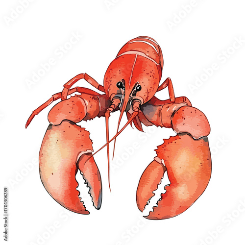 Watercolor Style Lobster Illustration with Detailed Claws and Antennae