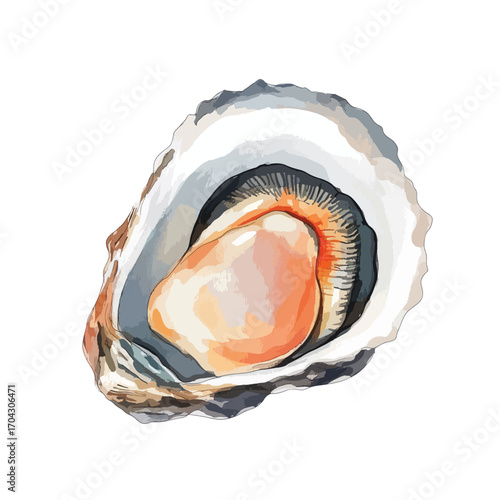 Watercolor Style Oyster with Open Shell and Visible Edible Body