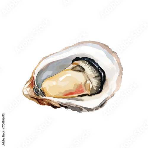 Watercolor Style Oyster with Open Shell and Visible Mollusk