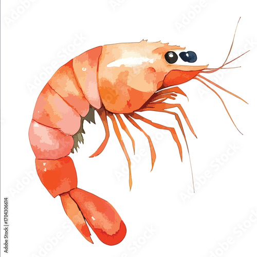 Watercolor Style Shrimp with Long Antennae and Segmented Body