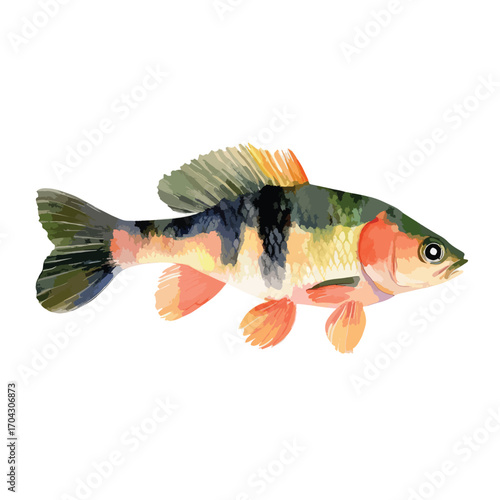 Watercolorstyle fish with black stripes and orange fins facing right