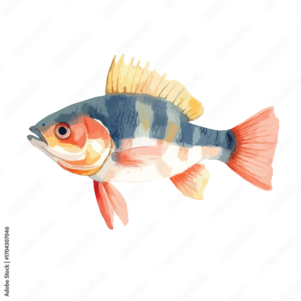 Fototapeta premium Watercolorstyle Yellow Perch with Blue Stripes and Red Fins Illustration