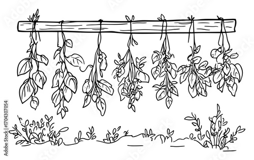 Drying Herbs Kitchen Line Art Vector – Bunches of Medicinal Plants Hanging on Rustic Pole for Botanical Prints, Cooking Guides, Farmhouse Decor