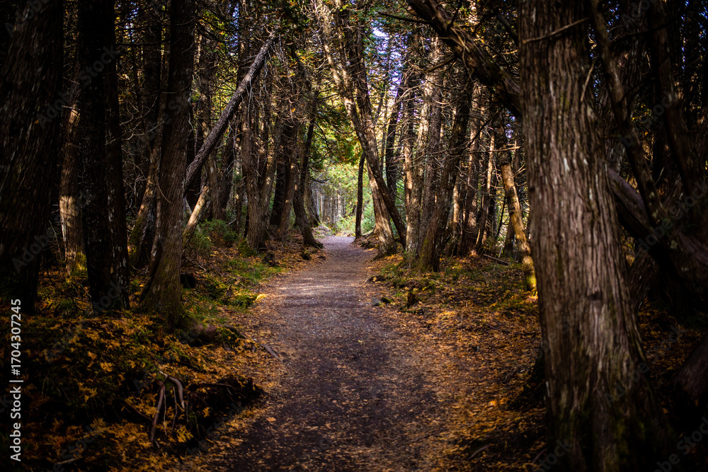 Obraz premium Serene forest pathway winding through tall trees under a clear sky during autumn season