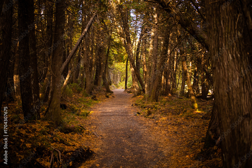 Fototapeta premium Tranquil forest pathway surrounded by autumn foliage in a serene woodland setting