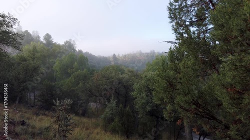 Foggy misty forest morning