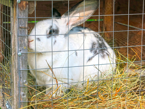 black and white rabbit sits in a cage