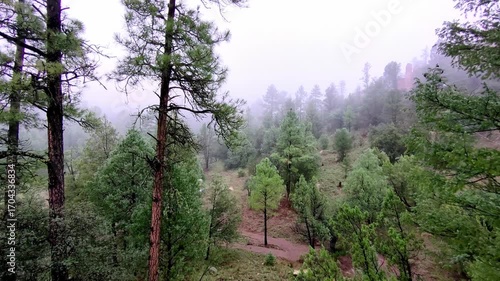Tree top forest flight forward