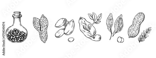 Symbols for pumpkin and sunflower seeds, coffee beans, and chickpea are outlined alongside those for nuts, including peanut, walnut, almond, cacao, pistachio, and chestnut, as well as modern seeds
