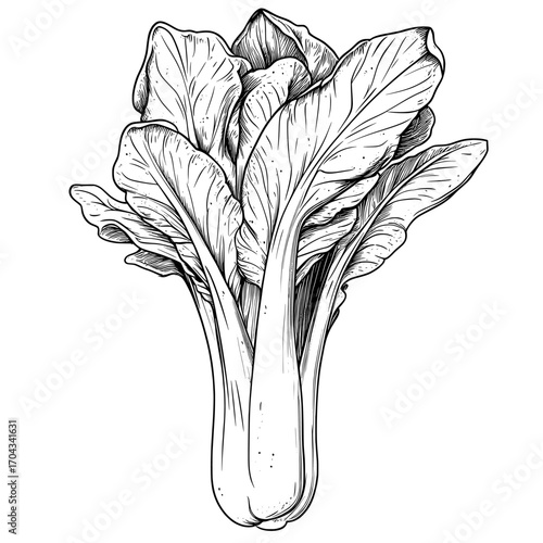 Green Bok choy, or pak and pok choi, is a modern and isolated form of Chinese cabbage, often eaten as fresh pakchoi cabbage in vegetarian food