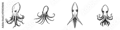 A blue hooked squid with isolated tentacles is an underwater animal, a modern marine cephalopod creature with suctions