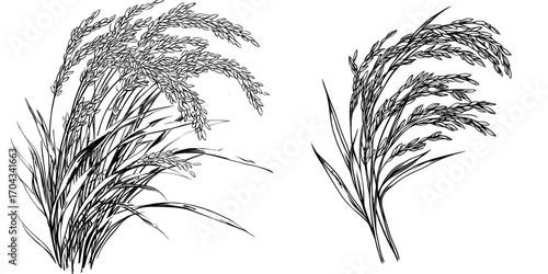 Modern white cereal grains are exemplified by paddy rice, an isolated green plant with seeds, displaying unmilled rice on its branch
