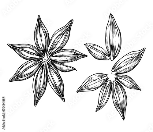 Star anise dry fruit is utilized as a condiment for its spicy seasoning properties