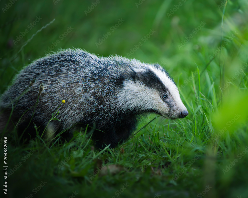 Obraz premium Badger Cub
