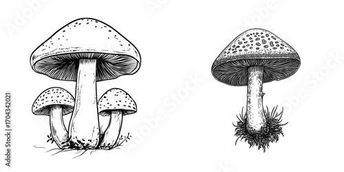 Illustrate a fresh whole agaricus champignon mushroom in its modern and raw form, positioned on a white background with an isolated forest plant, highlighting its role as a fungi ingredient in