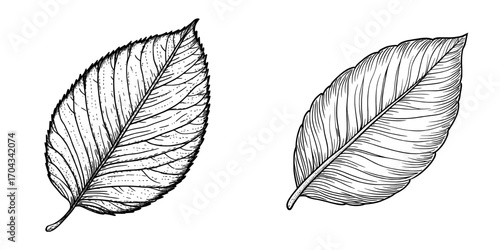 Create a hand-drawn design element featuring a modern aspen leaf with autumn foliage, including a brown fallen leaf with streaks, isolated on a white background as a natural object