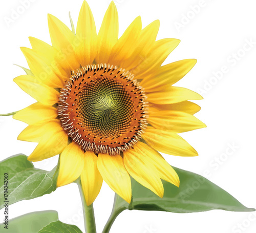 Bright Yellow Sunflower with Green Leaves on White Background bloom